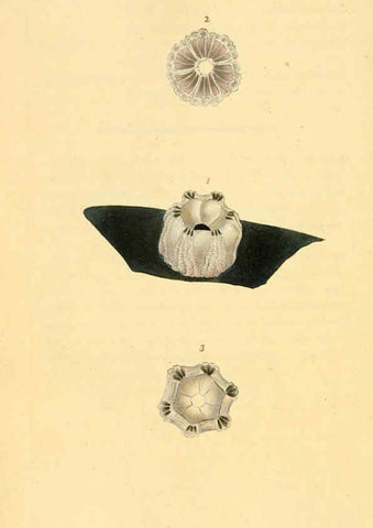 Reproducción/Reproduction 6126640713: The natural history of British shells. v.1-3. London :Printed for the Author, and for F.C. and J. Rivington, by Bye and Law,1800-1804