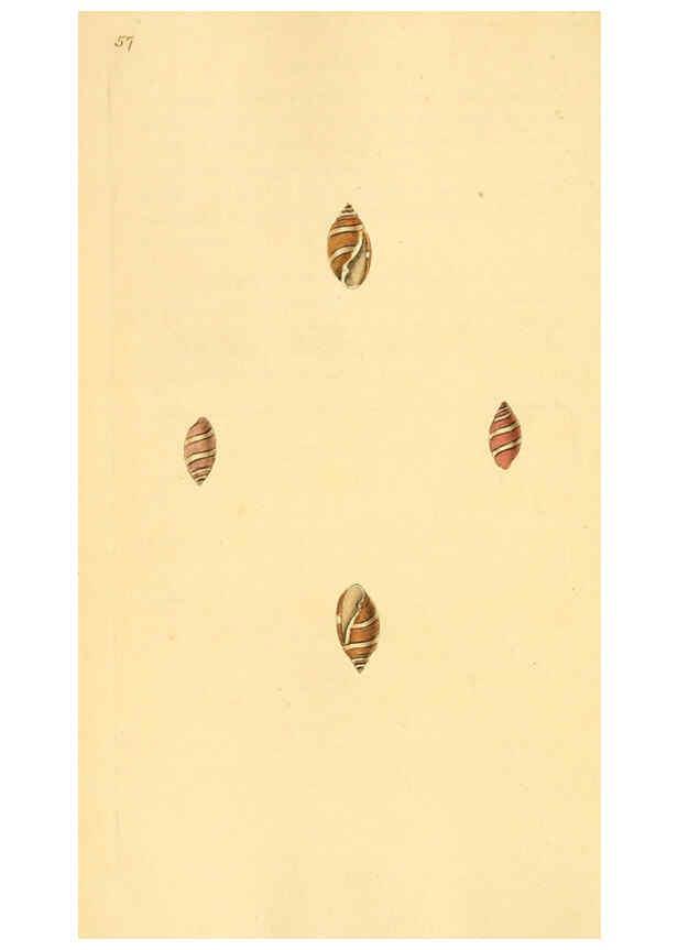 Reproducción/Reproduction 6126640941: The natural history of British shells. v.1-3. London :Printed for the Author, and for F.C. and J. Rivington, by Bye and Law,1800-1804