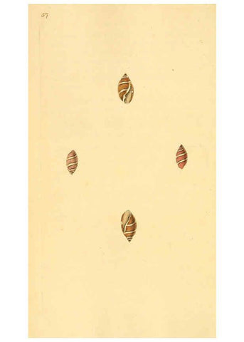 Reproducción/Reproduction 6126640941: The natural history of British shells. v.1-3. London :Printed for the Author, and for F.C. and J. Rivington, by Bye and Law,1800-1804