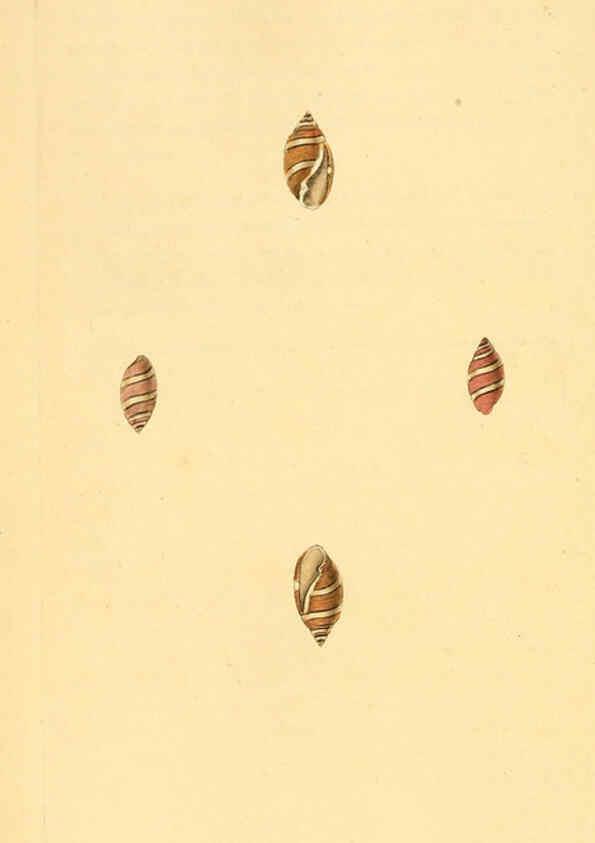 Reproducción/Reproduction 6126640941: The natural history of British shells. v.1-3. London :Printed for the Author, and for F.C. and J. Rivington, by Bye and Law,1800-1804