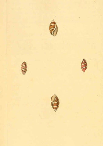 Reproducción/Reproduction 6126640941: The natural history of British shells. v.1-3. London :Printed for the Author, and for F.C. and J. Rivington, by Bye and Law,1800-1804