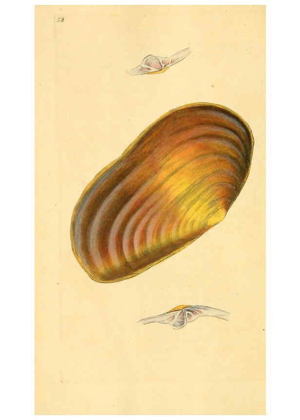 Reproducción/Reproduction 6126641127: The natural history of British shells. v.1-3. London :Printed for the Author, and for F.C. and J. Rivington, by Bye and Law,1800-1804