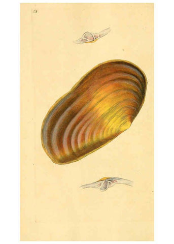 Reproducción/Reproduction 6126641127: The natural history of British shells. v.1-3. London :Printed for the Author, and for F.C. and J. Rivington, by Bye and Law,1800-1804