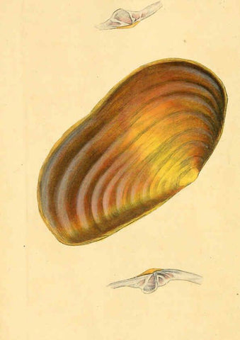 Reproducción/Reproduction 6126641127: The natural history of British shells. v.1-3. London :Printed for the Author, and for F.C. and J. Rivington, by Bye and Law,1800-1804