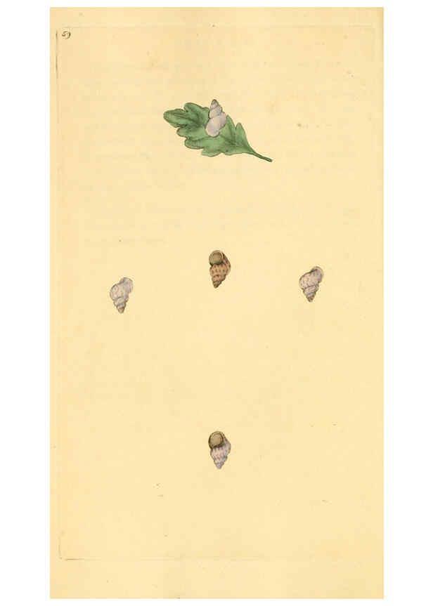 Reproducción/Reproduction 6127188016: The natural history of British shells. v.1-3. London :Printed for the Author, and for F.C. and J. Rivington, by Bye and Law,1800-1804
