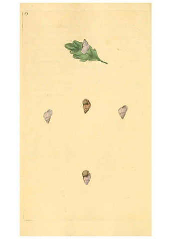 Reproducción/Reproduction 6127188016: The natural history of British shells. v.1-3. London :Printed for the Author, and for F.C. and J. Rivington, by Bye and Law,1800-1804