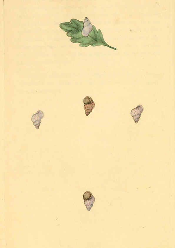 Reproducción/Reproduction 6127188016: The natural history of British shells. v.1-3. London :Printed for the Author, and for F.C. and J. Rivington, by Bye and Law,1800-1804