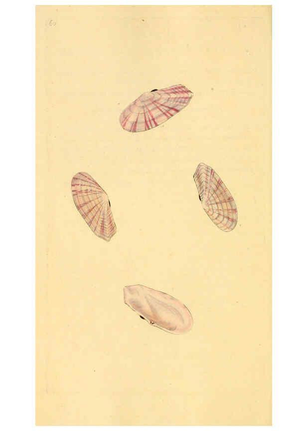 Reproducción/Reproduction 6127188232: The natural history of British shells. v.1-3. London :Printed for the Author, and for F.C. and J. Rivington, by Bye and Law,1800-1804