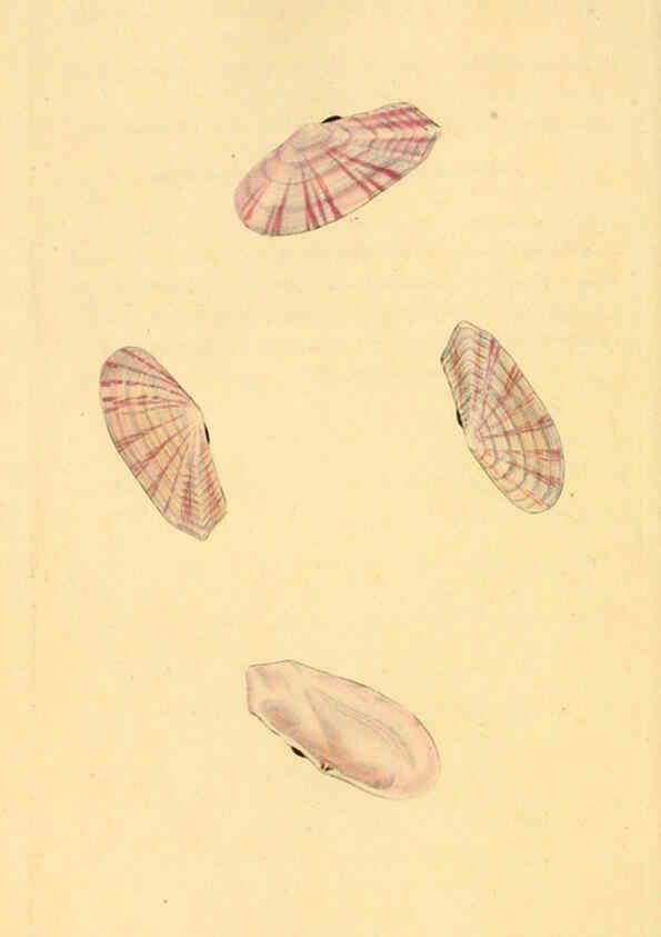 Reproducción/Reproduction 6127188232: The natural history of British shells. v.1-3. London :Printed for the Author, and for F.C. and J. Rivington, by Bye and Law,1800-1804