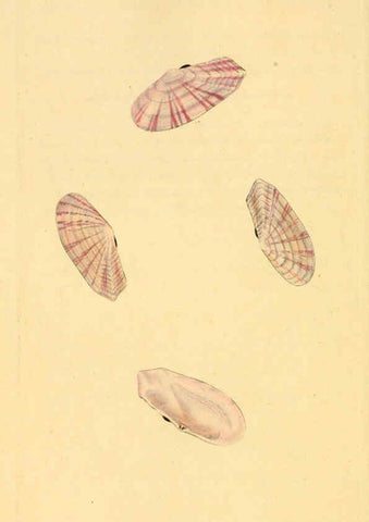 Reproducción/Reproduction 6127188232: The natural history of British shells. v.1-3. London :Printed for the Author, and for F.C. and J. Rivington, by Bye and Law,1800-1804
