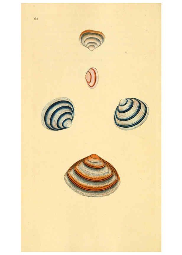Reproducción/Reproduction 6127188438: The natural history of British shells. v.1-3. London :Printed for the Author, and for F.C. and J. Rivington, by Bye and Law,1800-1804
