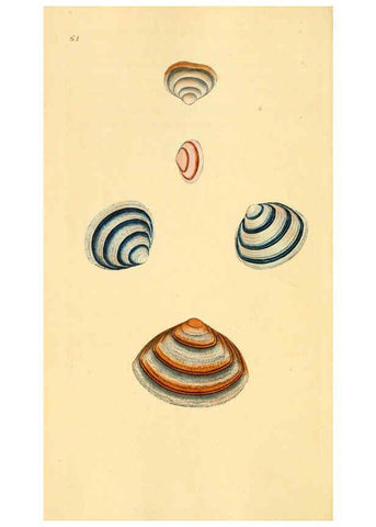 Reproducción/Reproduction 6127188438: The natural history of British shells. v.1-3. London :Printed for the Author, and for F.C. and J. Rivington, by Bye and Law,1800-1804