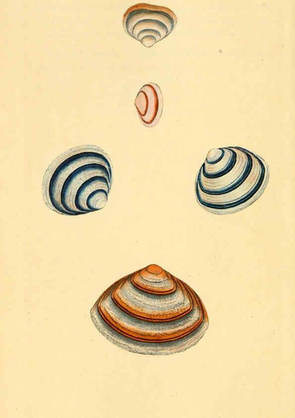 Reproducción/Reproduction 6127188438: The natural history of British shells. v.1-3. London :Printed for the Author, and for F.C. and J. Rivington, by Bye and Law,1800-1804