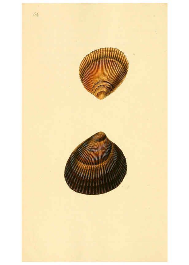 Reproducción/Reproduction 6126640065: The natural history of British shells. v.1-3. London :Printed for the Author, and for F.C. and J. Rivington, by Bye and Law,1800-1804