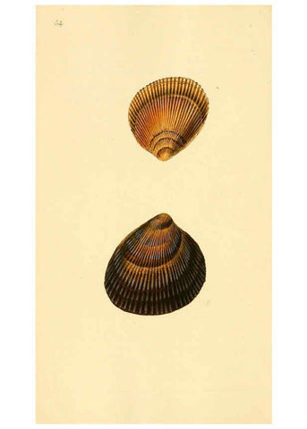 Reproducción/Reproduction 6126640065: The natural history of British shells. v.1-3. London :Printed for the Author, and for F.C. and J. Rivington, by Bye and Law,1800-1804
