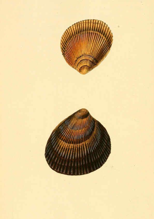 Reproducción/Reproduction 6126640065: The natural history of British shells. v.1-3. London :Printed for the Author, and for F.C. and J. Rivington, by Bye and Law,1800-1804
