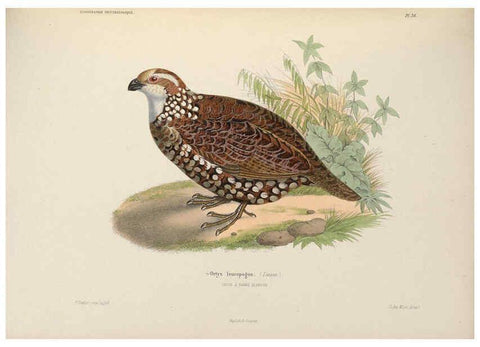 Reproducción/Reproduction 6120029767: Iconographie ornithologique Paris :Chez Friedrich Klincksieck [etc., etc.],1849 [i.e. 1845-1849] 