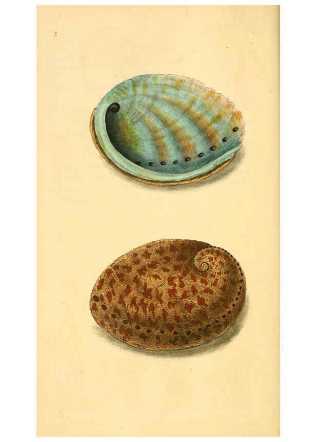 Reproducción/Reproduction 6126627837: The natural history of British shells. v.1-3. London :Printed for the Author, and for F.C. and J. Rivington, by Bye and Law,1800-1804