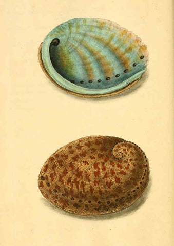 Reproducción/Reproduction 6126627837: The natural history of British shells. v.1-3. London :Printed for the Author, and for F.C. and J. Rivington, by Bye and Law,1800-1804