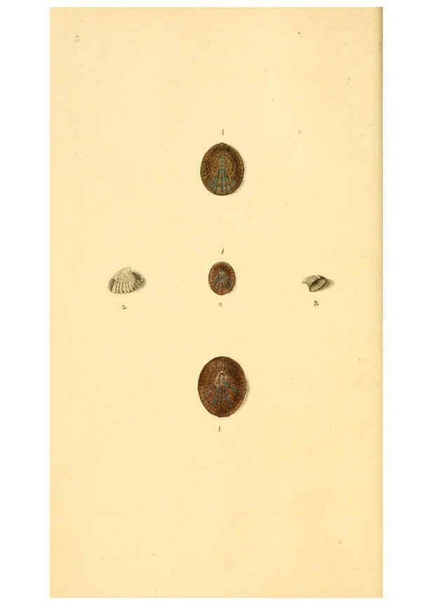 Reproducción/Reproduction 6126627383: The natural history of British shells. v.1-3. London :Printed for the Author, and for F.C. and J. Rivington, by Bye and Law,1800-1804