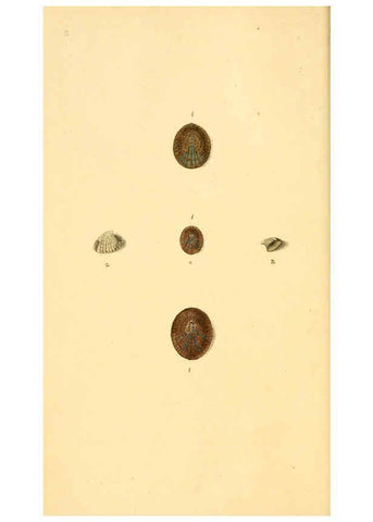Reproducción/Reproduction 6126627383: The natural history of British shells. v.1-3. London :Printed for the Author, and for F.C. and J. Rivington, by Bye and Law,1800-1804