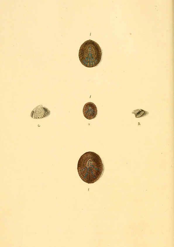 Reproducción/Reproduction 6126627383: The natural history of British shells. v.1-3. London :Printed for the Author, and for F.C. and J. Rivington, by Bye and Law,1800-1804
