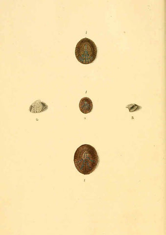 Reproducción/Reproduction 6126627383: The natural history of British shells. v.1-3. London :Printed for the Author, and for F.C. and J. Rivington, by Bye and Law,1800-1804