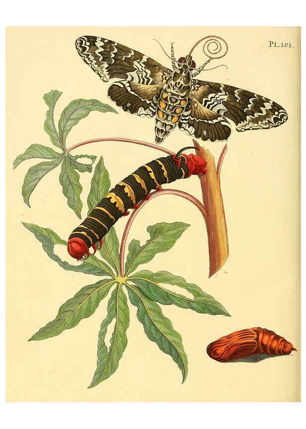 Reproducción/Reproduction 6126465737: Surinaamsche vlinders d.1-3. Amsterdam :J.C. Sepp en zoon,[1848-1852] 