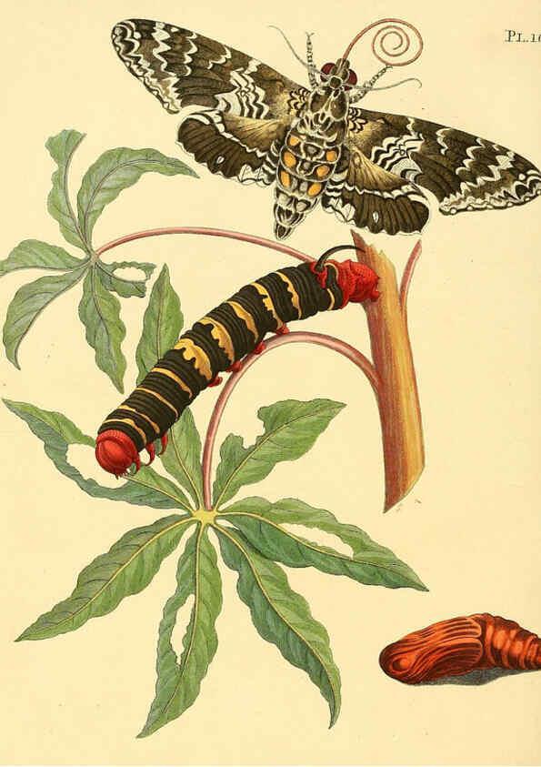 Reproducción/Reproduction 6126465737: Surinaamsche vlinders d.1-3. Amsterdam :J.C. Sepp en zoon,[1848-1852] 
