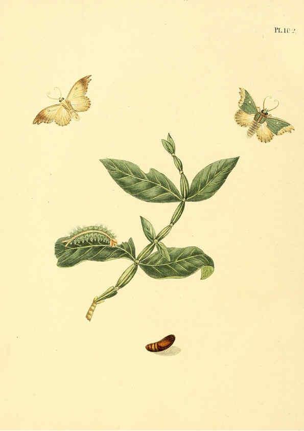 Reproducción/Reproduction 6126465849: Surinaamsche vlinders d.1-3. Amsterdam :J.C. Sepp en zoon,[1848-1852] 