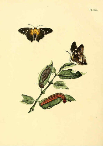 Reproducción/Reproduction 6127014282: Surinaamsche vlinders d.1-3. Amsterdam :J.C. Sepp en zoon,[1848-1852] 