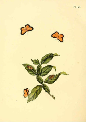 Reproducción/Reproduction 6127014548: Surinaamsche vlinders d.1-3. Amsterdam :J.C. Sepp en zoon,[1848-1852] 