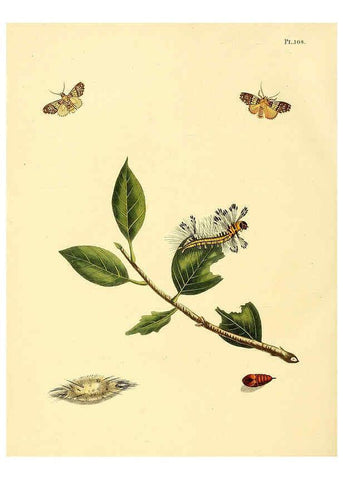 Reproducción/Reproduction 6126466559: Surinaamsche vlinders d.1-3. Amsterdam :J.C. Sepp en zoon,[1848-1852] 