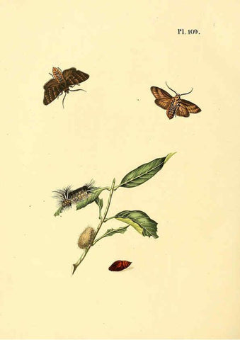 Reproducción/Reproduction 6126466675: Surinaamsche vlinders d.1-3. Amsterdam :J.C. Sepp en zoon,[1848-1852] 