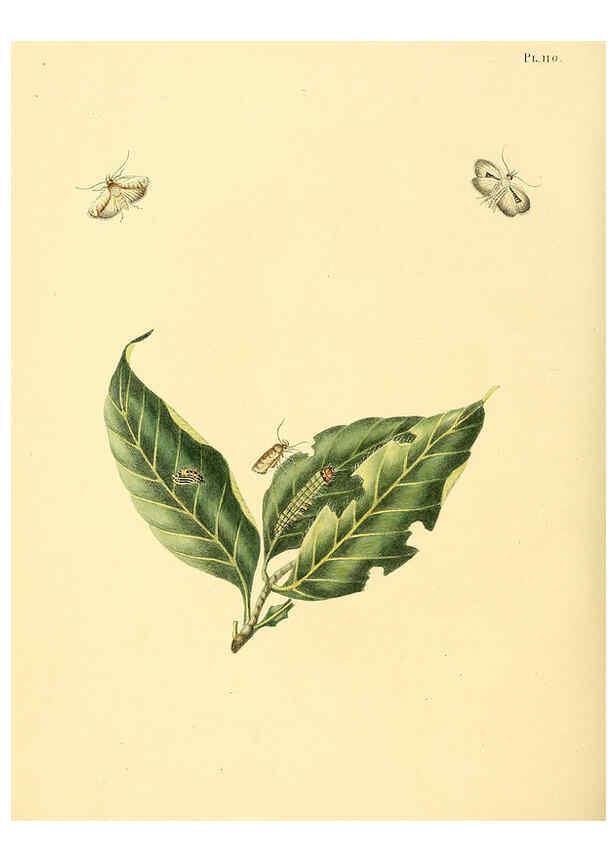 Reproducción/Reproduction 6126466783: Surinaamsche vlinders d.1-3. Amsterdam :J.C. Sepp en zoon,[1848-1852] 