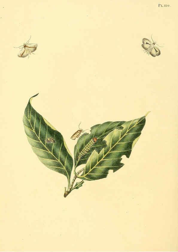 Reproducción/Reproduction 6126466783: Surinaamsche vlinders d.1-3. Amsterdam :J.C. Sepp en zoon,[1848-1852] 