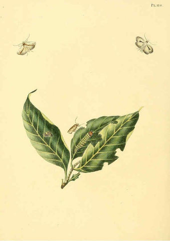 Reproducción/Reproduction 6126466783: Surinaamsche vlinders d.1-3. Amsterdam :J.C. Sepp en zoon,[1848-1852] 