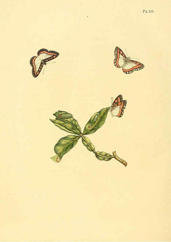 Reproducción/Reproduction 6126466983: Surinaamsche vlinders d.1-3. Amsterdam :J.C. Sepp en zoon,[1848-1852] 