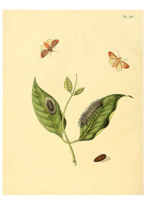 Reproducción/Reproduction 6126467113: Surinaamsche vlinders d.1-3. Amsterdam :J.C. Sepp en zoon,[1848-1852] 