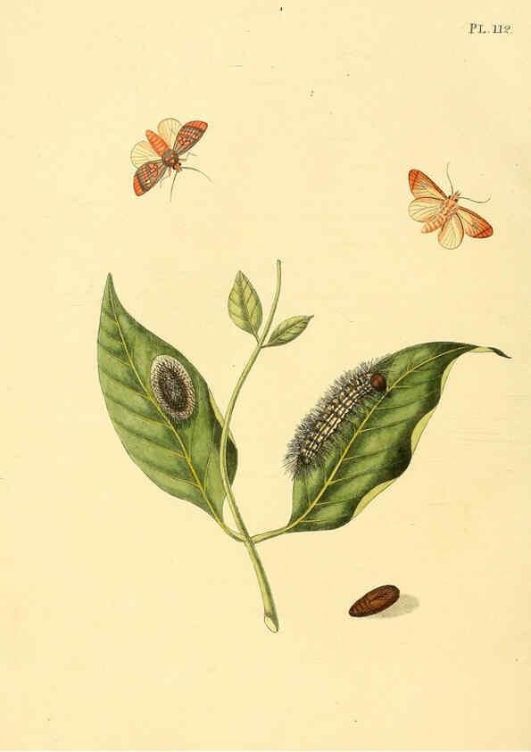 Reproducción/Reproduction 6126467113: Surinaamsche vlinders d.1-3. Amsterdam :J.C. Sepp en zoon,[1848-1852] 