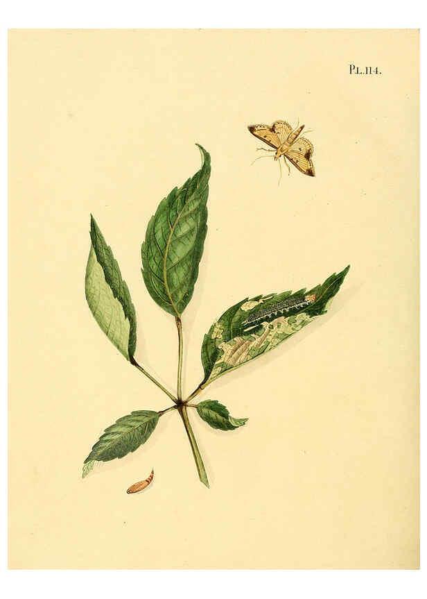Reproducción/Reproduction 6127015576: Surinaamsche vlinders d.1-3. Amsterdam :J.C. Sepp en zoon,[1848-1852] 