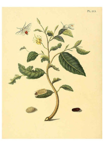 Reproducción/Reproduction 6126467449: Surinaamsche vlinders d.1-3. Amsterdam :J.C. Sepp en zoon,[1848-1852] 