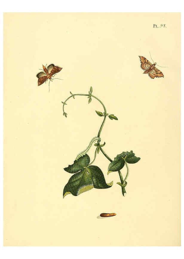 Reproducción/Reproduction 6126465241: Surinaamsche vlinders d.1-3. Amsterdam :J.C. Sepp en zoon,[1848-1852] 