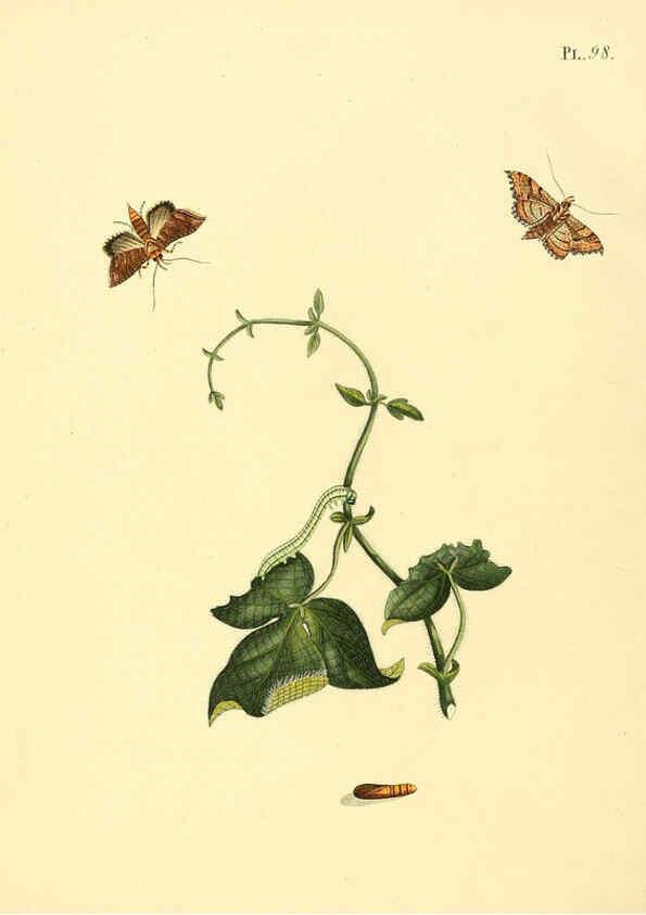 Reproducción/Reproduction 6126465241: Surinaamsche vlinders d.1-3. Amsterdam :J.C. Sepp en zoon,[1848-1852] 