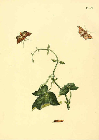 Reproducción/Reproduction 6126465241: Surinaamsche vlinders d.1-3. Amsterdam :J.C. Sepp en zoon,[1848-1852] 