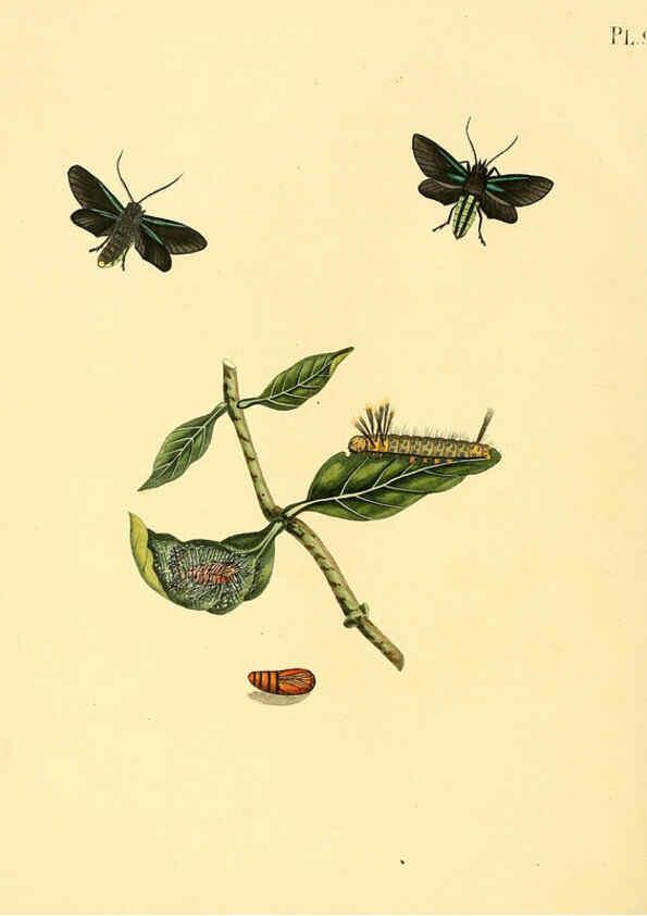Reproducción/Reproduction 6126465119: Surinaamsche vlinders d.1-3. Amsterdam :J.C. Sepp en zoon,[1848-1852] 
