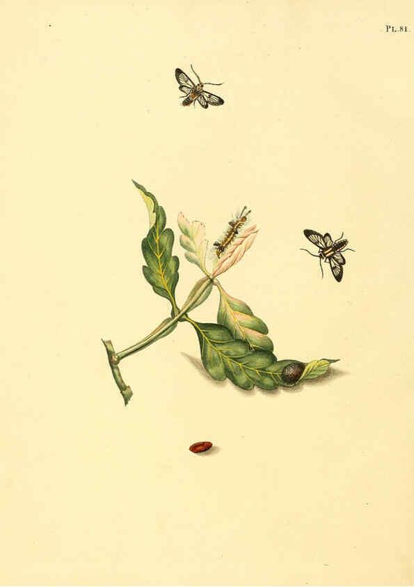 Reproducción/Reproduction 6127011228: Surinaamsche vlinders d.1-3. Amsterdam :J.C. Sepp en zoon,[1848-1852] 