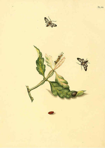 Reproducción/Reproduction 6127011228: Surinaamsche vlinders d.1-3. Amsterdam :J.C. Sepp en zoon,[1848-1852] 