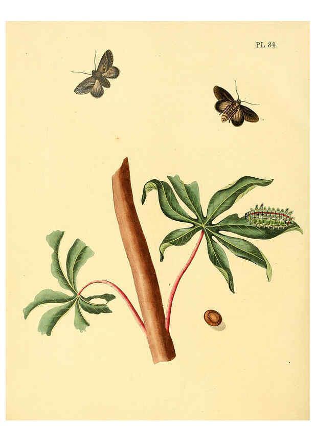Reproducción/Reproduction 6127011548: Surinaamsche vlinders d.1-3. Amsterdam :J.C. Sepp en zoon,[1848-1852] 