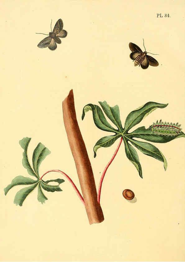 Reproducción/Reproduction 6127011548: Surinaamsche vlinders d.1-3. Amsterdam :J.C. Sepp en zoon,[1848-1852] 